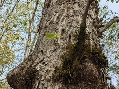Ostrya virginiana image