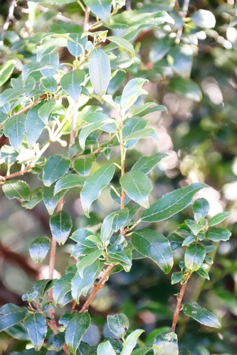 Image of Rhamnus prinoides by (c) Tony Rebelo, some rights reserved (CC BY-SA)