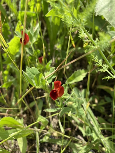 Lotus tetragonolobus image