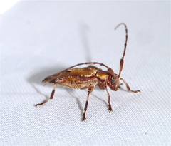 Nealcidion cuspidatum