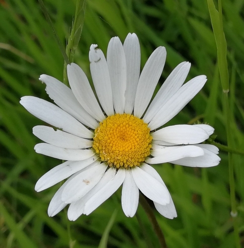 margaréta včasná (Leucanthemum ircutianum)