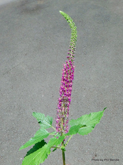 Teucrium hircanicum