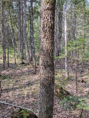 Fraxinus nigra image