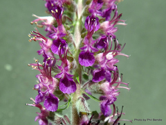 Teucrium hircanicum