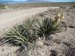 Yucca baccata baccata