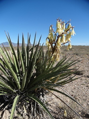 Yucca baccata baccata