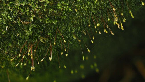 Tetrodontium brownianum