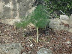 Ferula