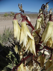 Yucca baccata baccata