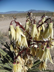 Yucca baccata baccata