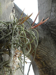 Tillandsia caput-medusae