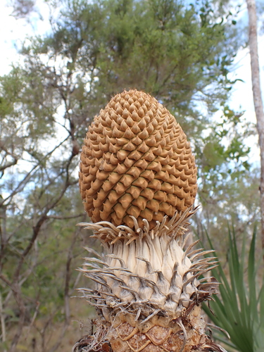 Image of Zamia Palm (Cycas armstrongii) by (c) Nina Kerr, some rights reserved (CC BY)