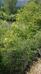 Cornus capitata
