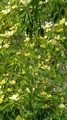 Cornus capitata