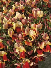 Cytisus scoparius andreanus