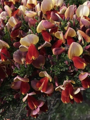 Cytisus scoparius andreanus