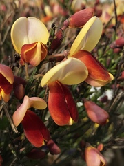 Cytisus scoparius andreanus