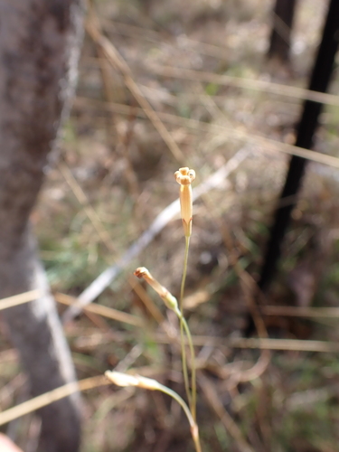 Mitrasacme connata (Mitrasacme connata)