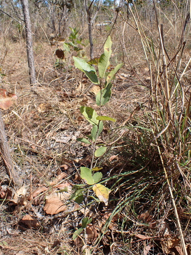 Ficus aculeata (Ficus aculeata)