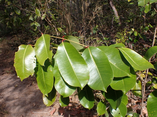 Image of Syzygium suborbiculare by (c) Nina Kerr, some rights reserved (CC BY)