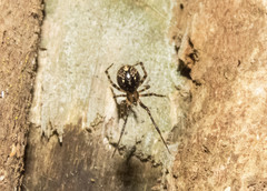 Theridion zantholabio