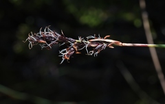 Machaerina tetragona