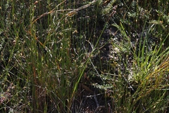 Machaerina tetragona