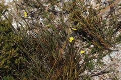 Xyris marginata