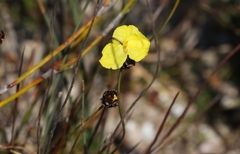 Xyris marginata