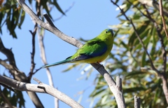 Neophema chrysogaster
