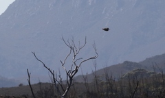 Gallinago hardwickii