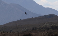 Gallinago hardwickii