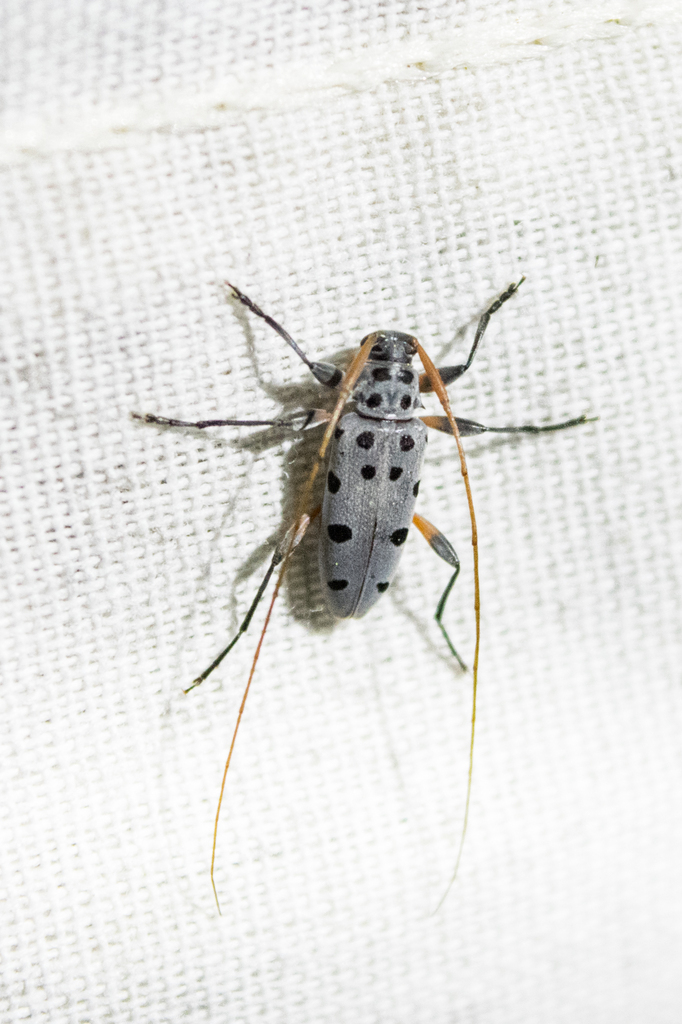 Lepturges regularis