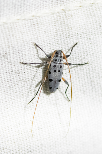 Lepturges regularis