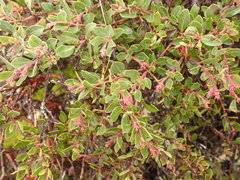 Arctostaphylos × media