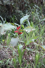 Heliconia tortuosa image