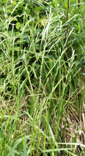 steblovka riasnatá (Glyceria notata)