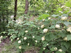 Physocarpus capitatus