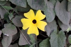 Thunbergia alata image