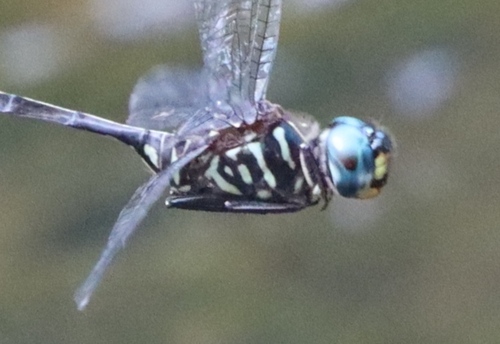 Zygonyx flavicosta