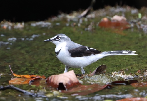 Mountain Wagtail