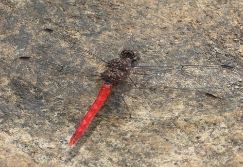 Red Rockdweller