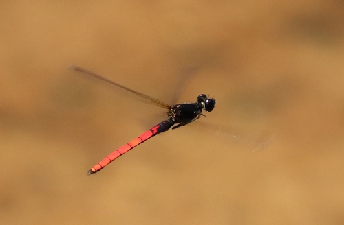 Little Red Jewel