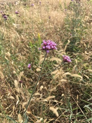 Verbena brasiliensis