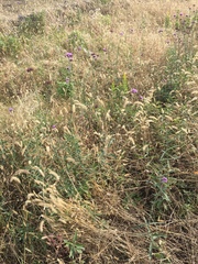Verbena brasiliensis