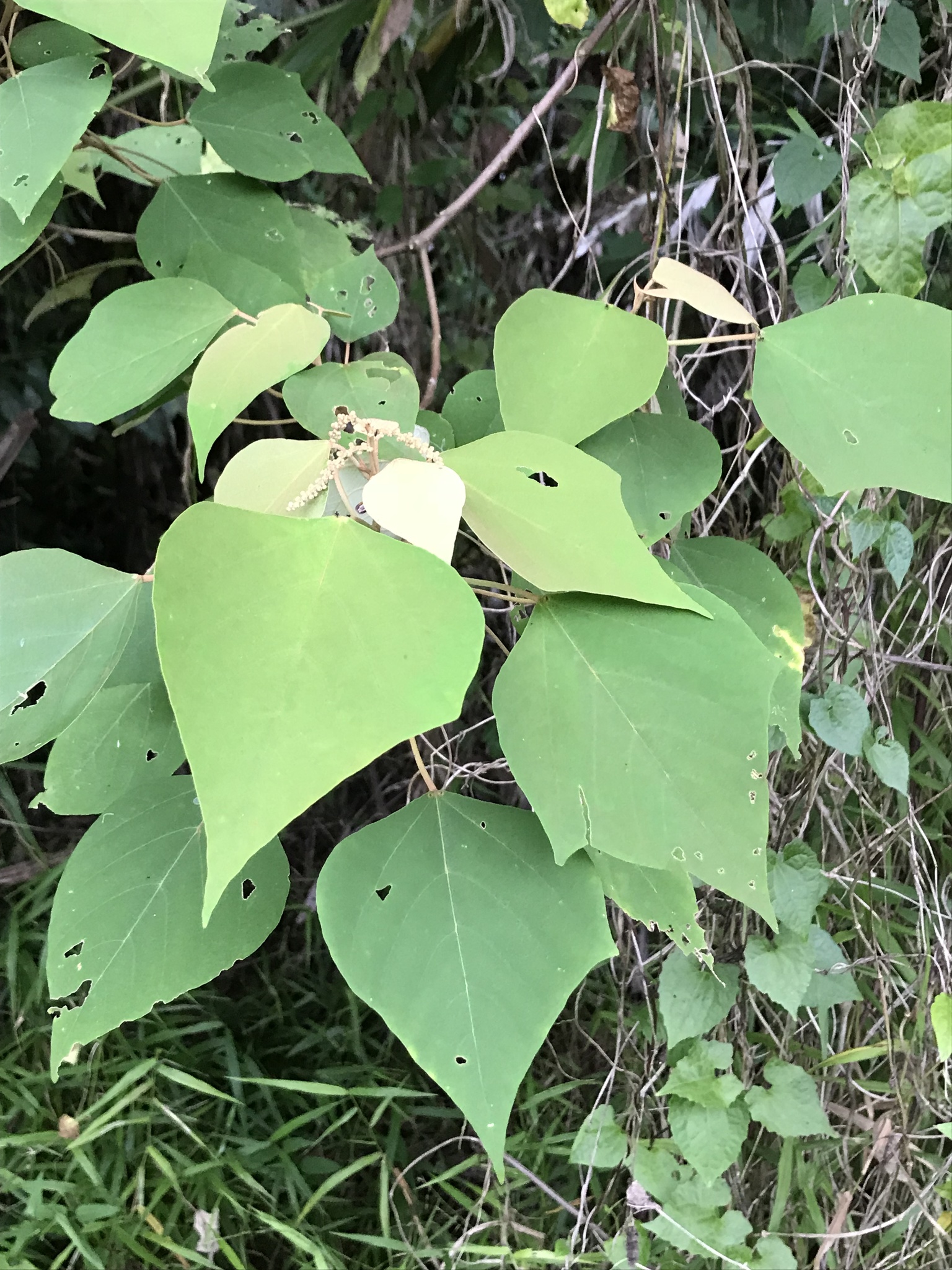 Mallotus paniculatus