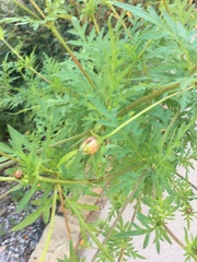 Anisacanthus quadrifidus wrightii