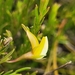 Rafnia angulata ericifolia - Photo (c) Ismail Ebrahim, μερικά δικαιώματα διατηρούνται (CC BY-NC), uploaded by Ismail Ebrahim