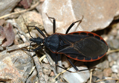 Triatoma rubida