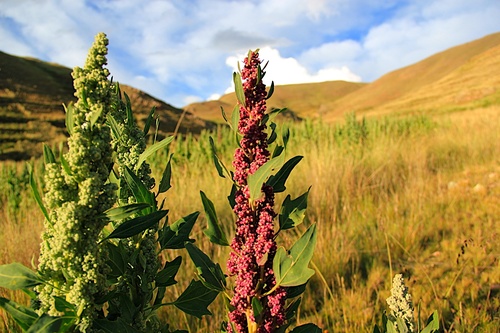 Image of Chenopodium quinoa by (c) Steven Bodzin, some rights reserved (CC BY)